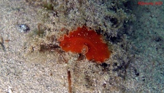 Yungia aurantiaca