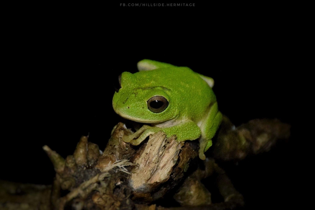 Crobett's Gap Bubble-Nest Frog