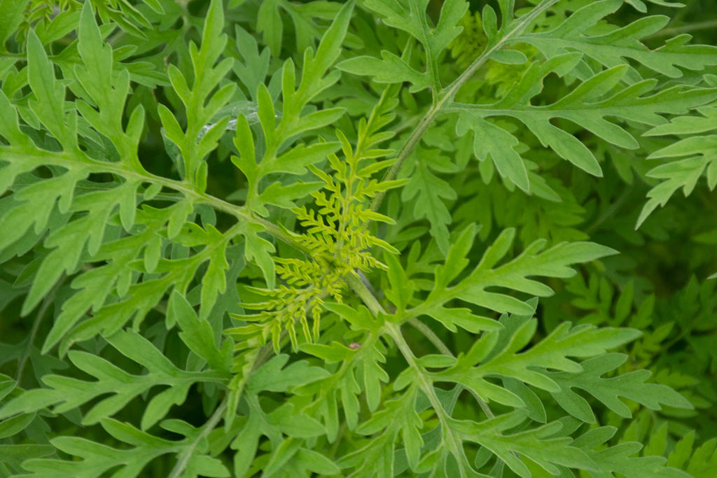 common ragweed from St Francisville Ferry Landing on April 29, 2023 at ...
