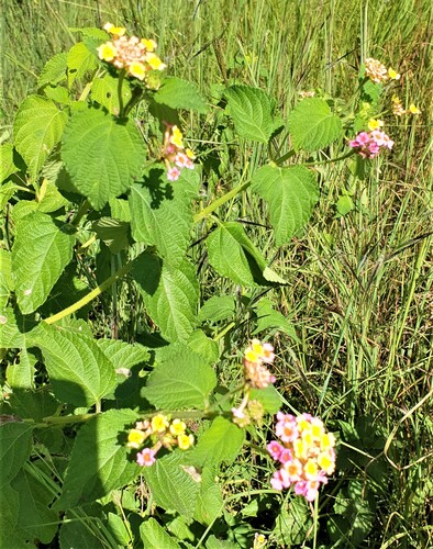 common lantana