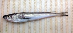 Merluccius bilinearis