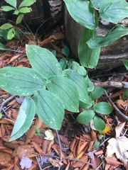 Uvularia