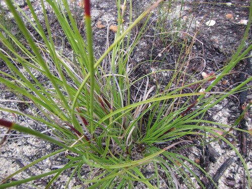 Image of Tetraria nigrovaginata by (c) douglaseustonbrown, some rights reserved (CC BY-SA)