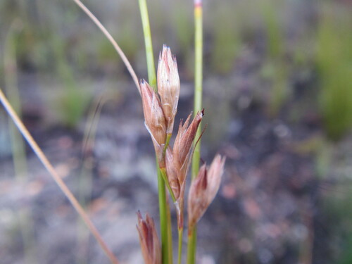 Image of Tetraria nigrovaginata by (c) douglaseustonbrown, some rights reserved (CC BY-SA)