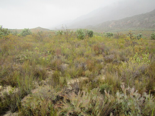 Image of Leucadendron diemontianum by (c) douglaseustonbrown, some rights reserved (CC BY-SA)