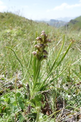 Chamorchis alpina