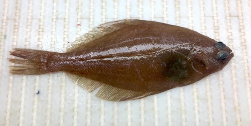 American Plaice