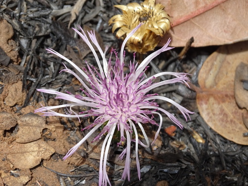 Centaurea praecox image