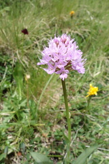 Traunsteinera globosa