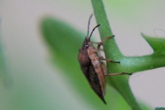 Carpocoris purpureipennis