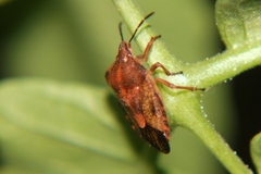 Carpocoris purpureipennis
