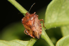 Carpocoris purpureipennis