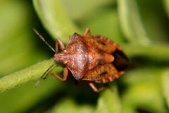 Carpocoris purpureipennis