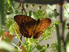 Argynnis sagana