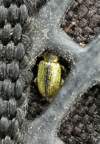 šupináčik brezový (Phyllobius betulinus)