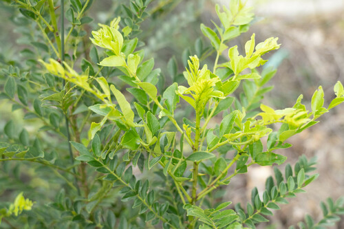 Image of Zanthoxylum avicennae by (c) Andrew Lai, some rights reserved (CC BY)