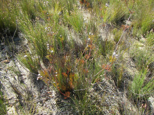 Image of Serruria confragosa by (c) douglaseustonbrown, some rights reserved (CC BY-SA)