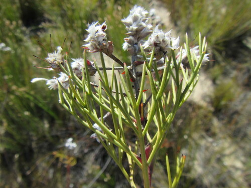 Image of Serruria confragosa by (c) douglaseustonbrown, some rights reserved (CC BY-SA)