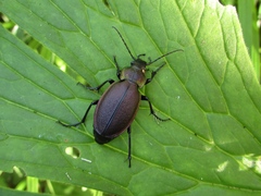 Carabus regalis