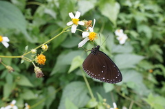 Euploea tulliolus koxinga