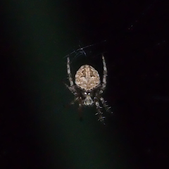 Neoscona menghaiensis