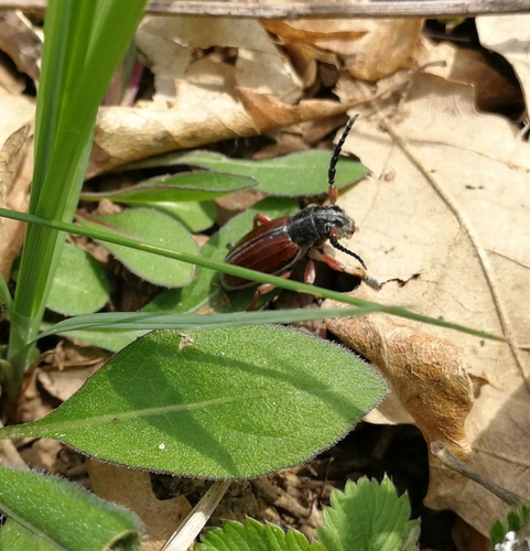 fuzáč trávový (Dorcadion fulvum)