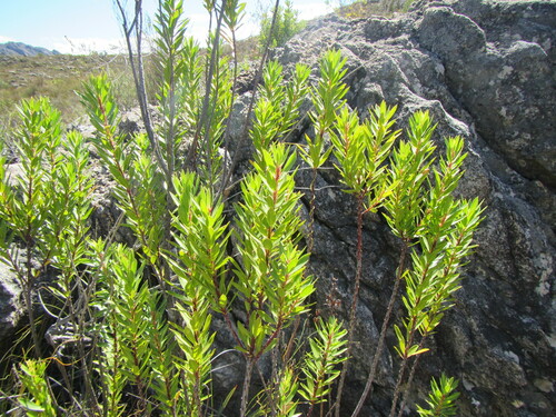 Image of Agathosma insignis by (c) douglaseustonbrown, some rights reserved (CC BY-SA)
