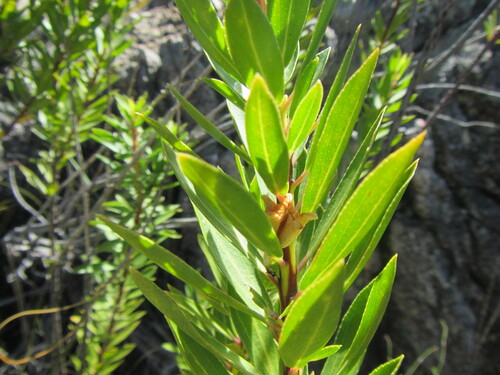 Dotty Buchu (Agathosma insignis)