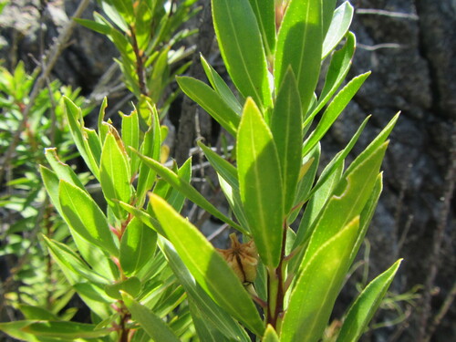 Image of Agathosma insignis by (c) douglaseustonbrown, some rights reserved (CC BY-SA)