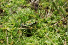 Miramella carinthiaca
