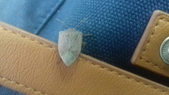 Nezara viridula