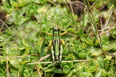 Miramella carinthiaca