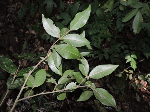 Myrcia aethusa