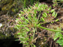 Gingidia montana