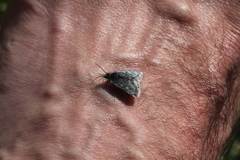 Metaxmeste phrygialis