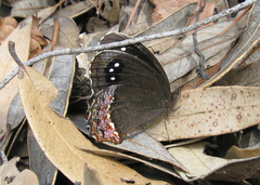 Gyrocheilus patrobas