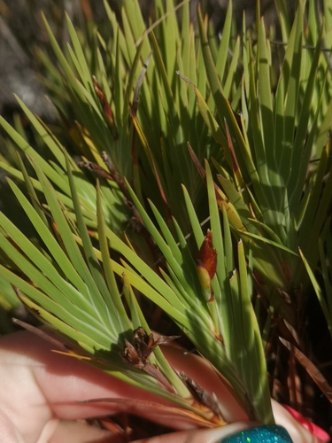 Groenland Bushiris (Nivenia concinna)