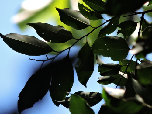 Image of Prunus myrtifolia by (c) Fabrício Mil Homens Riella, some rights reserved (CC BY)