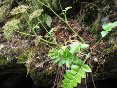 Gingidia montana