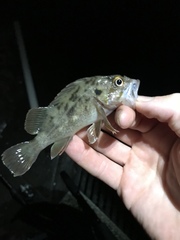 Sebastes auriculatus