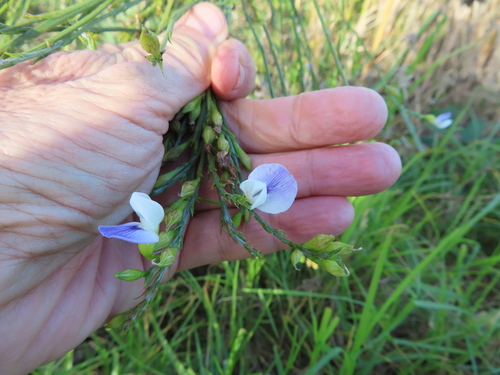 Image of Psoralea aphylla by (c) linkie, some rights reserved (CC BY)