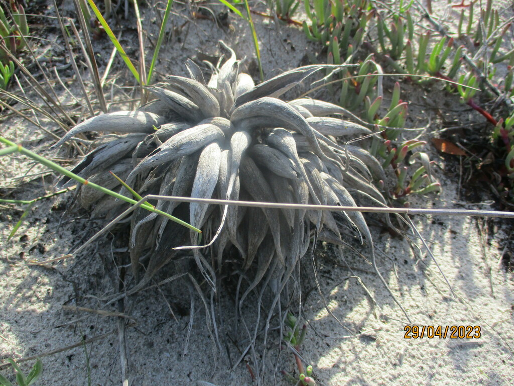 Asparagus from Cape Farms, Cape Town, South Africa on April 29, 2023 at