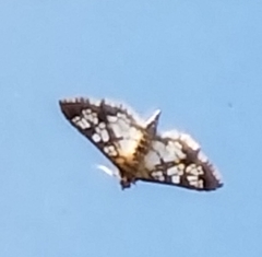 Epipagis forsythae
