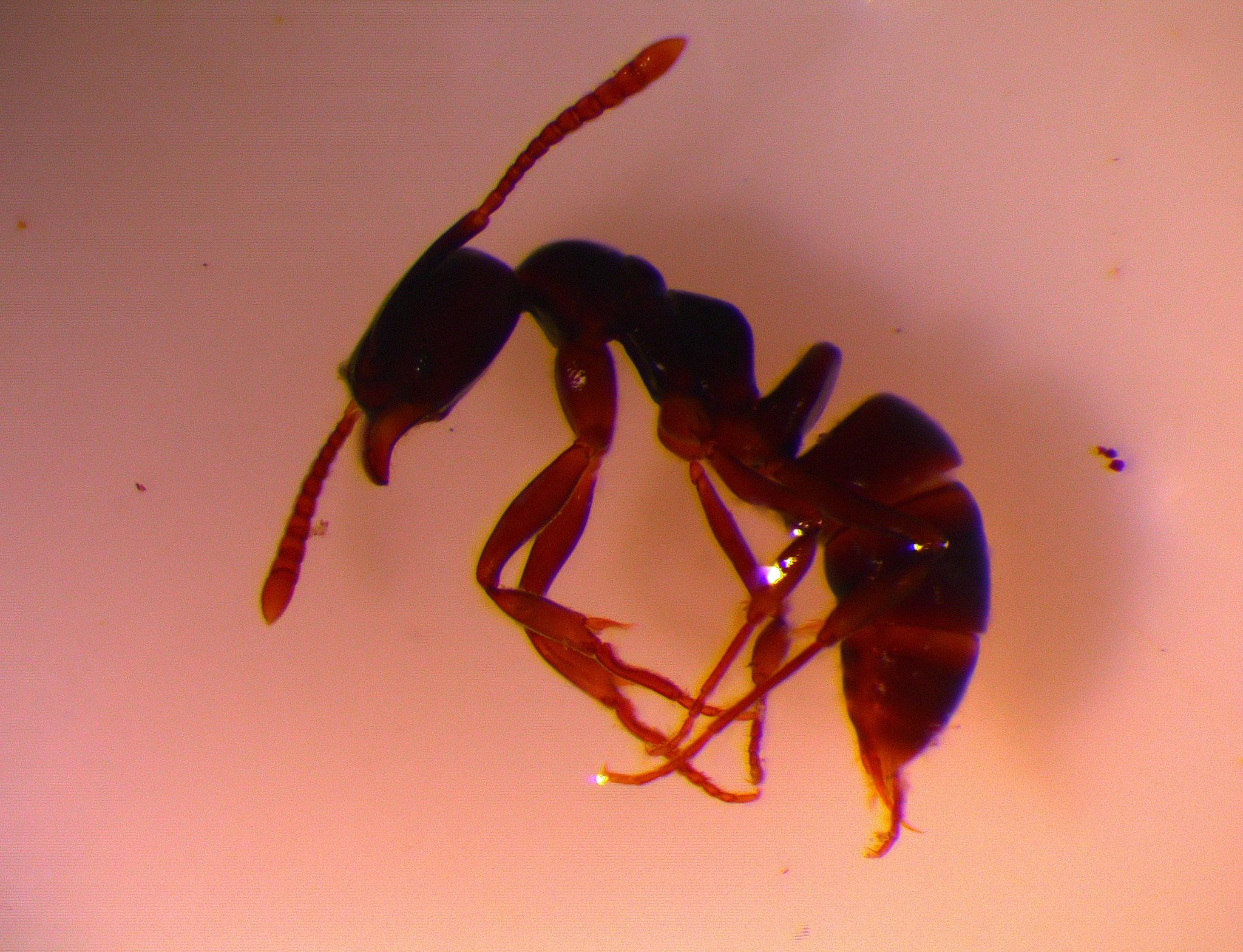Ponera chiponensis