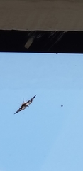 Epipagis forsythae