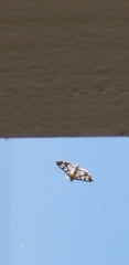 Epipagis forsythae