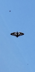 Epipagis forsythae