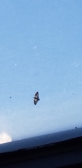 Epipagis forsythae
