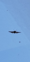 Epipagis forsythae
