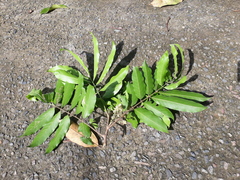 Guarea